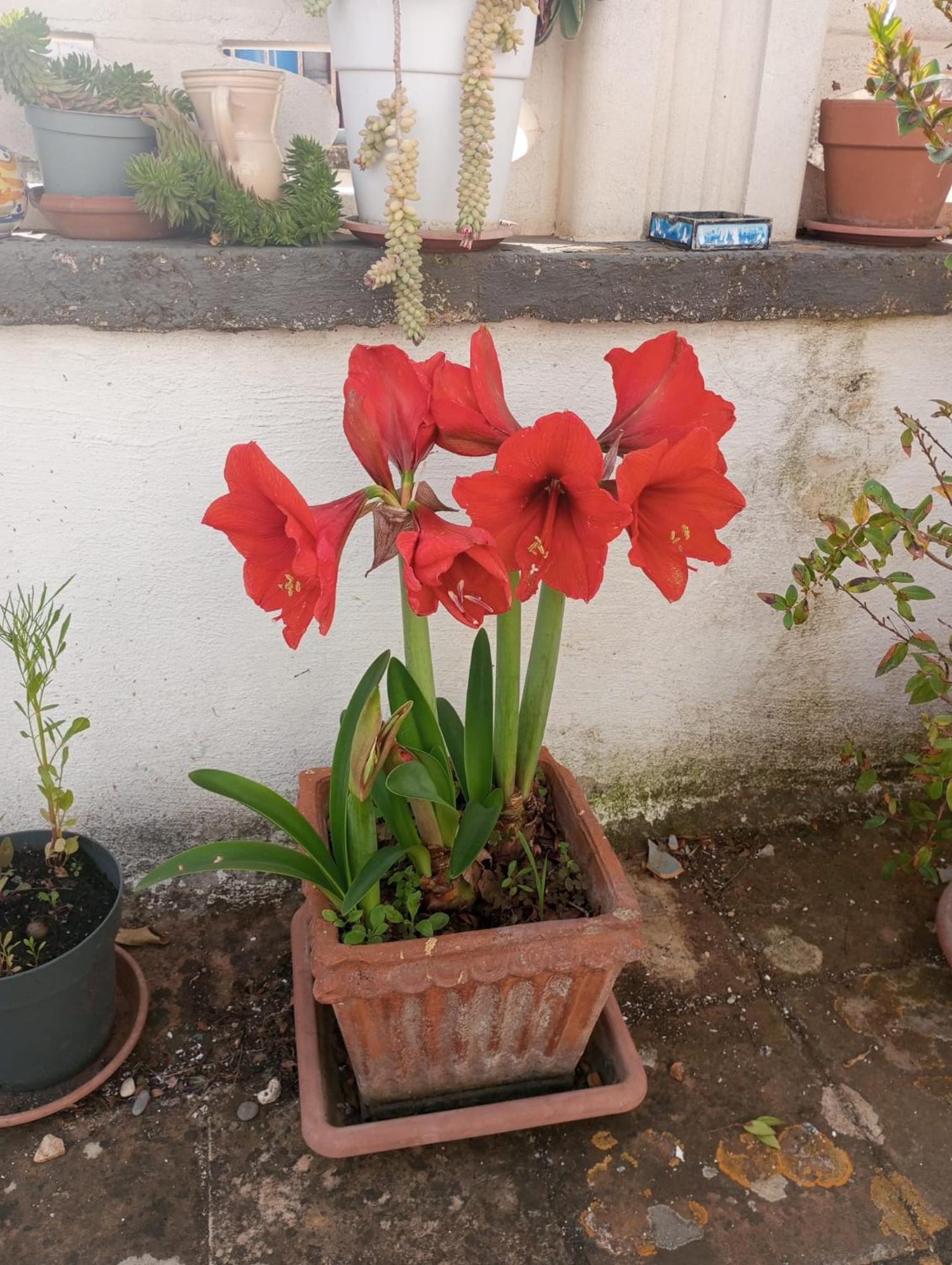 Ferienwohnung Tappa A Bitonto Exterior foto